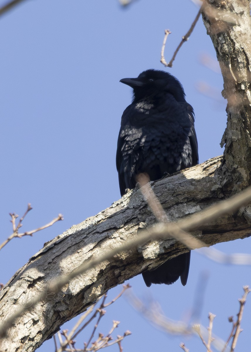 Fish Crow - ML615320146