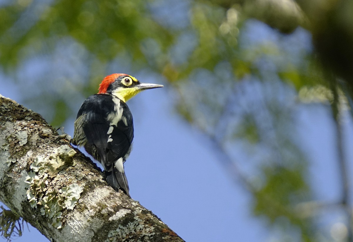 Yellow-fronted Woodpecker - Adrian Antunez