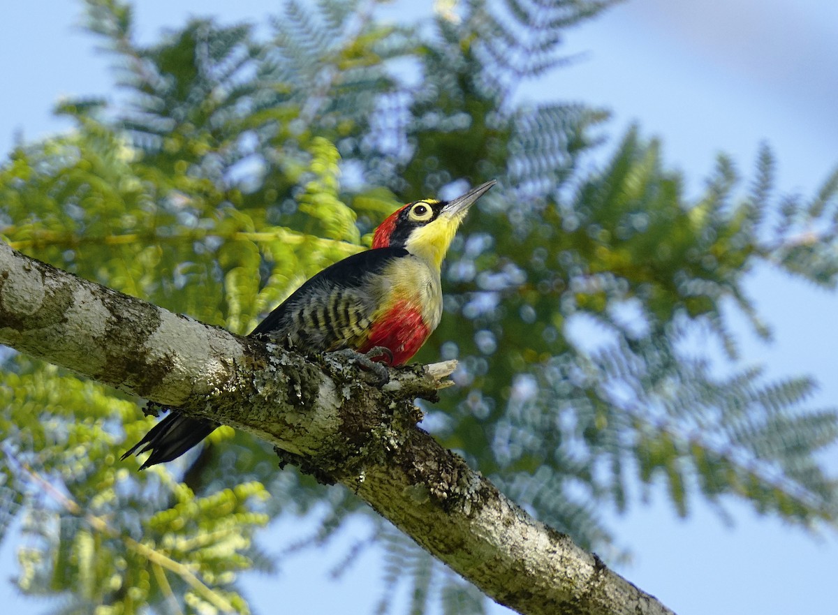Yellow-fronted Woodpecker - Adrian Antunez