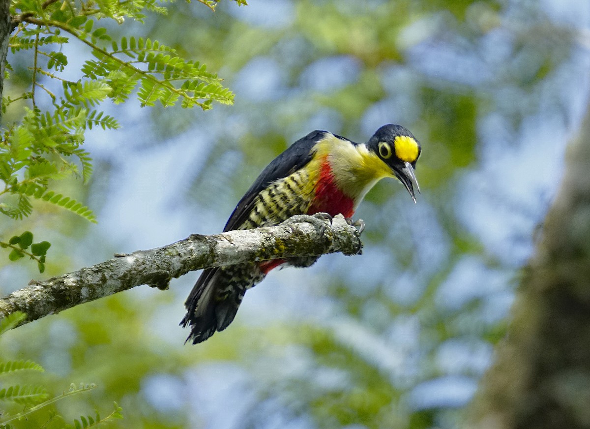 Yellow-fronted Woodpecker - Adrian Antunez