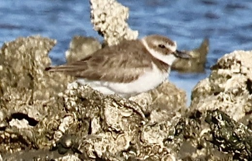 Wilson's Plover - ML615320162