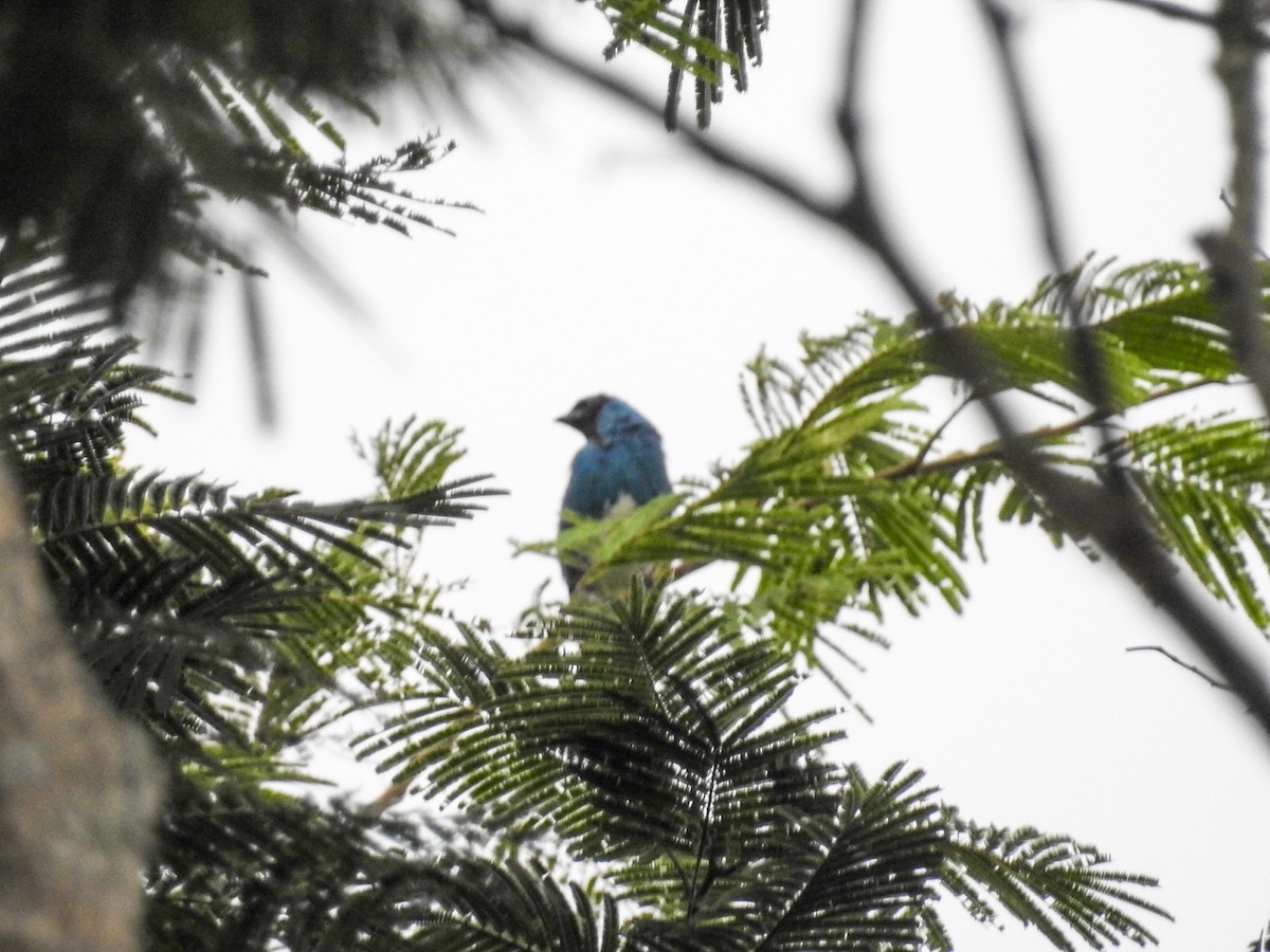 Swallow Tanager - Daniel Garrigues