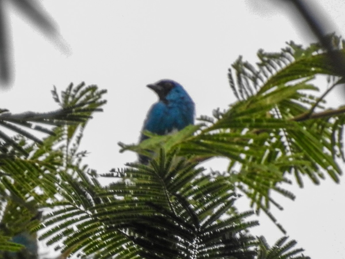 Swallow Tanager - Daniel Garrigues