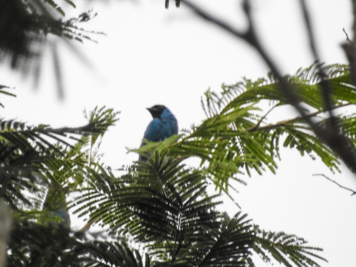 Swallow Tanager - Daniel Garrigues