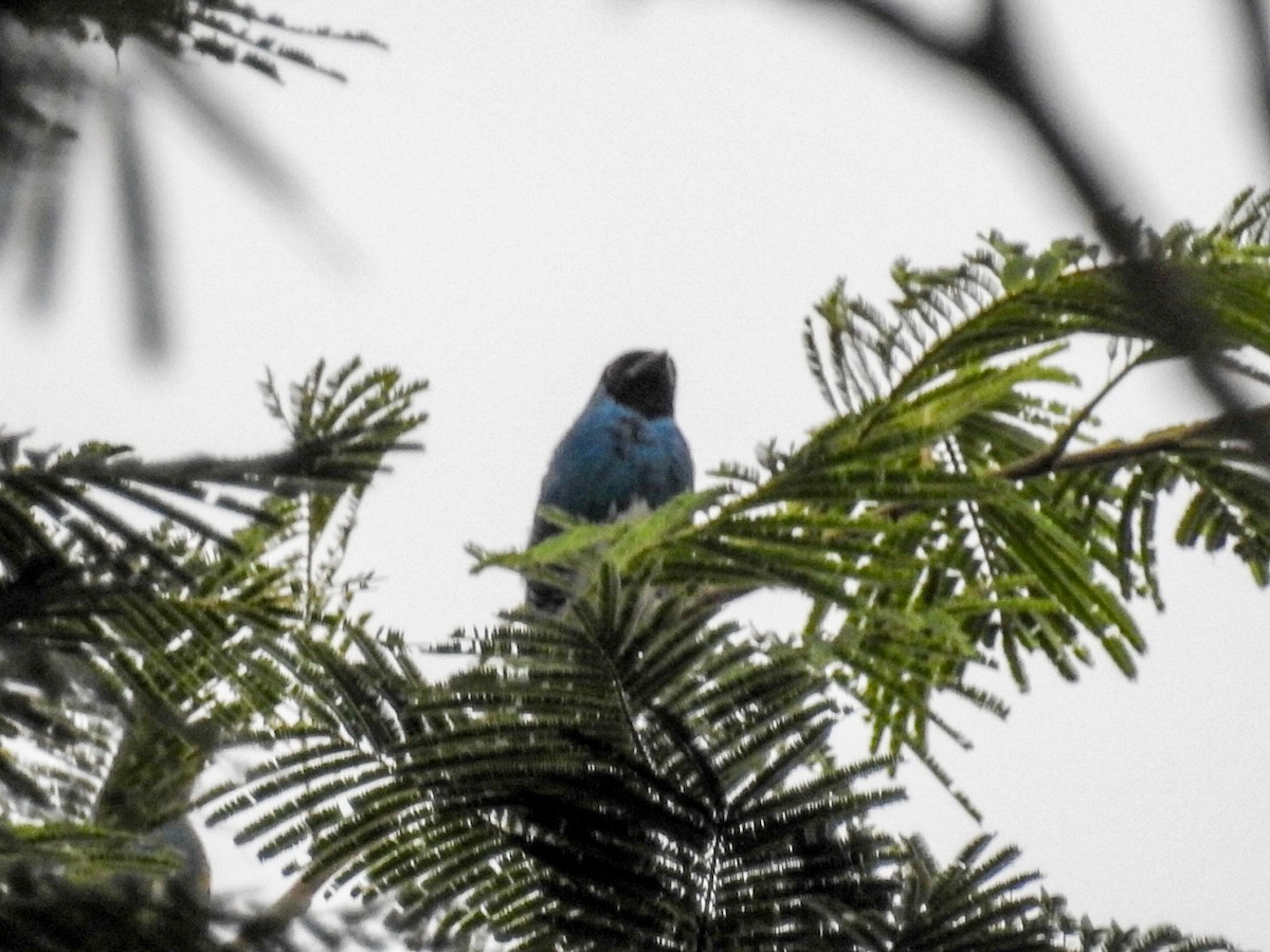 Swallow Tanager - Daniel Garrigues