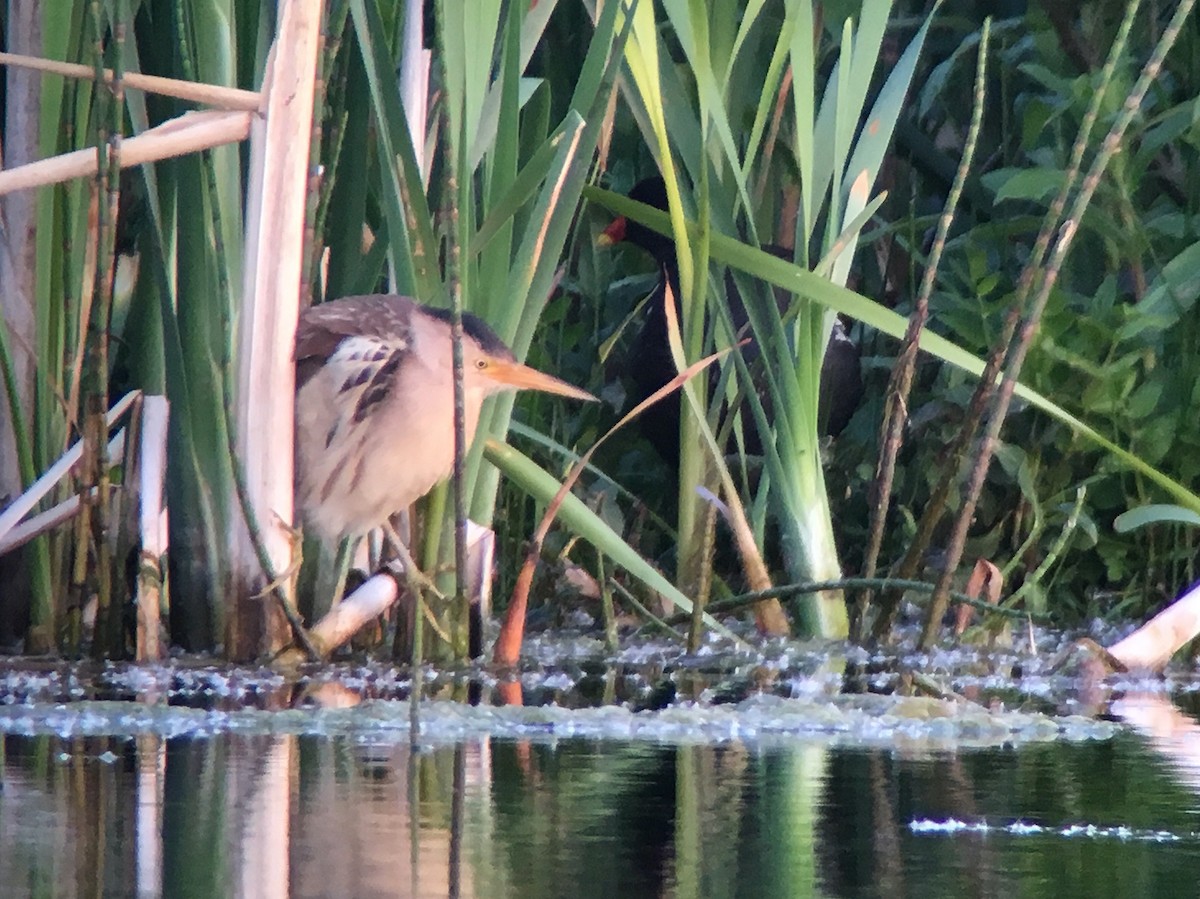 Little Bittern - ML615320219