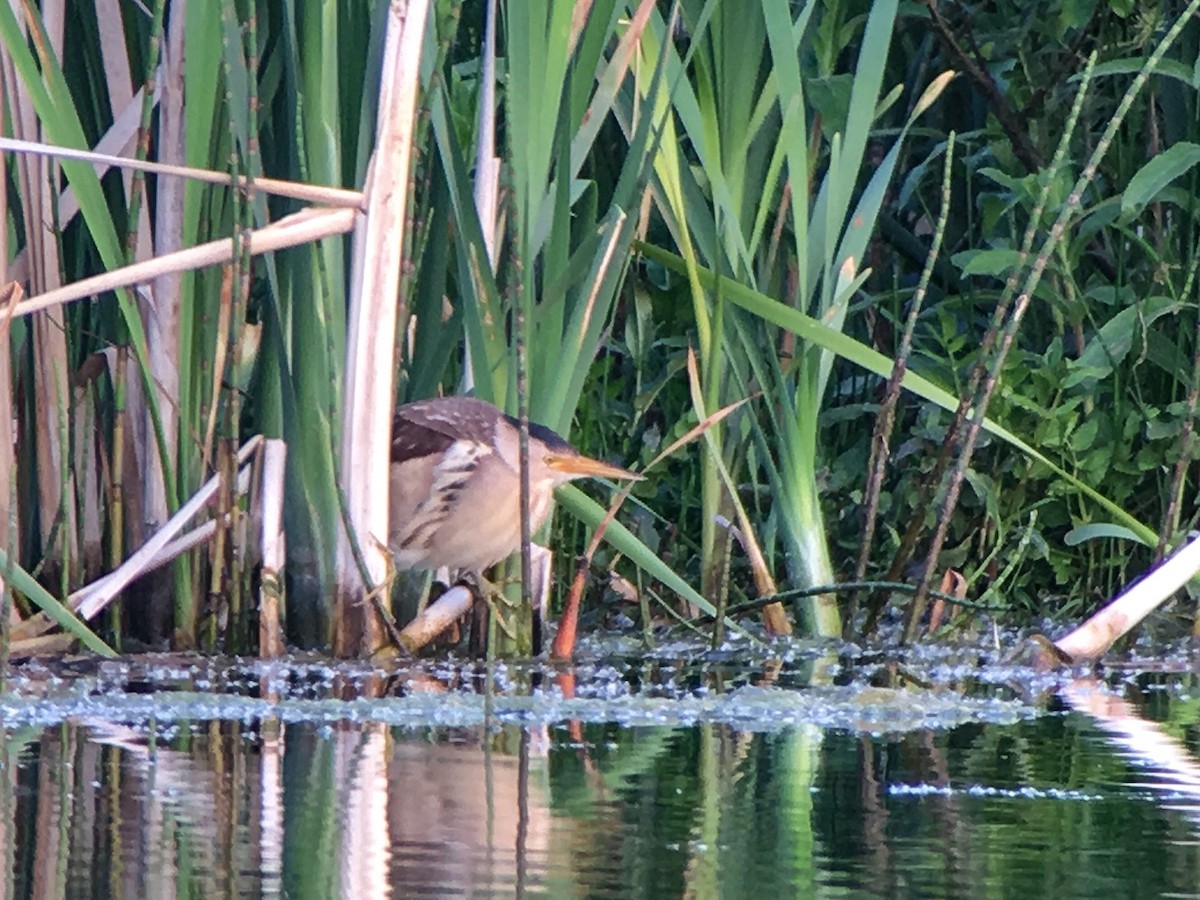 Little Bittern - ML615320223