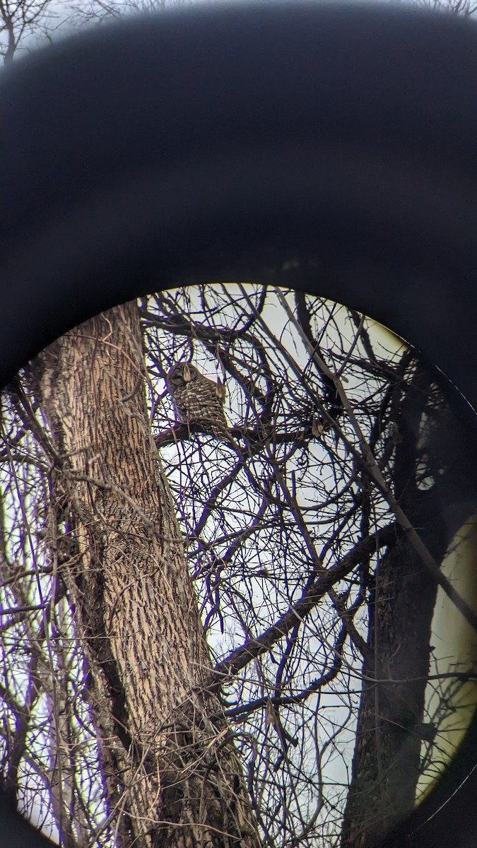 Barred Owl - ML615320339