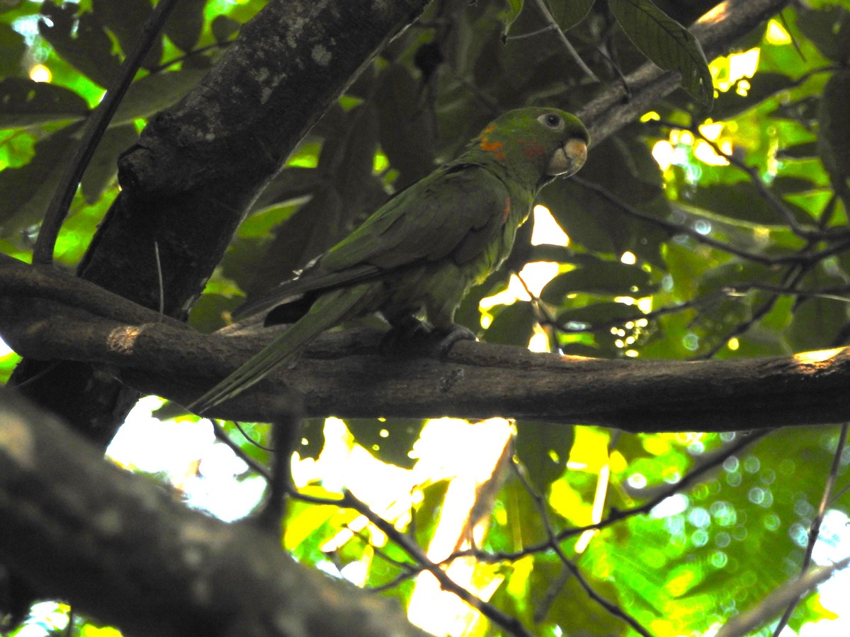 White-eyed Parakeet - José Benito