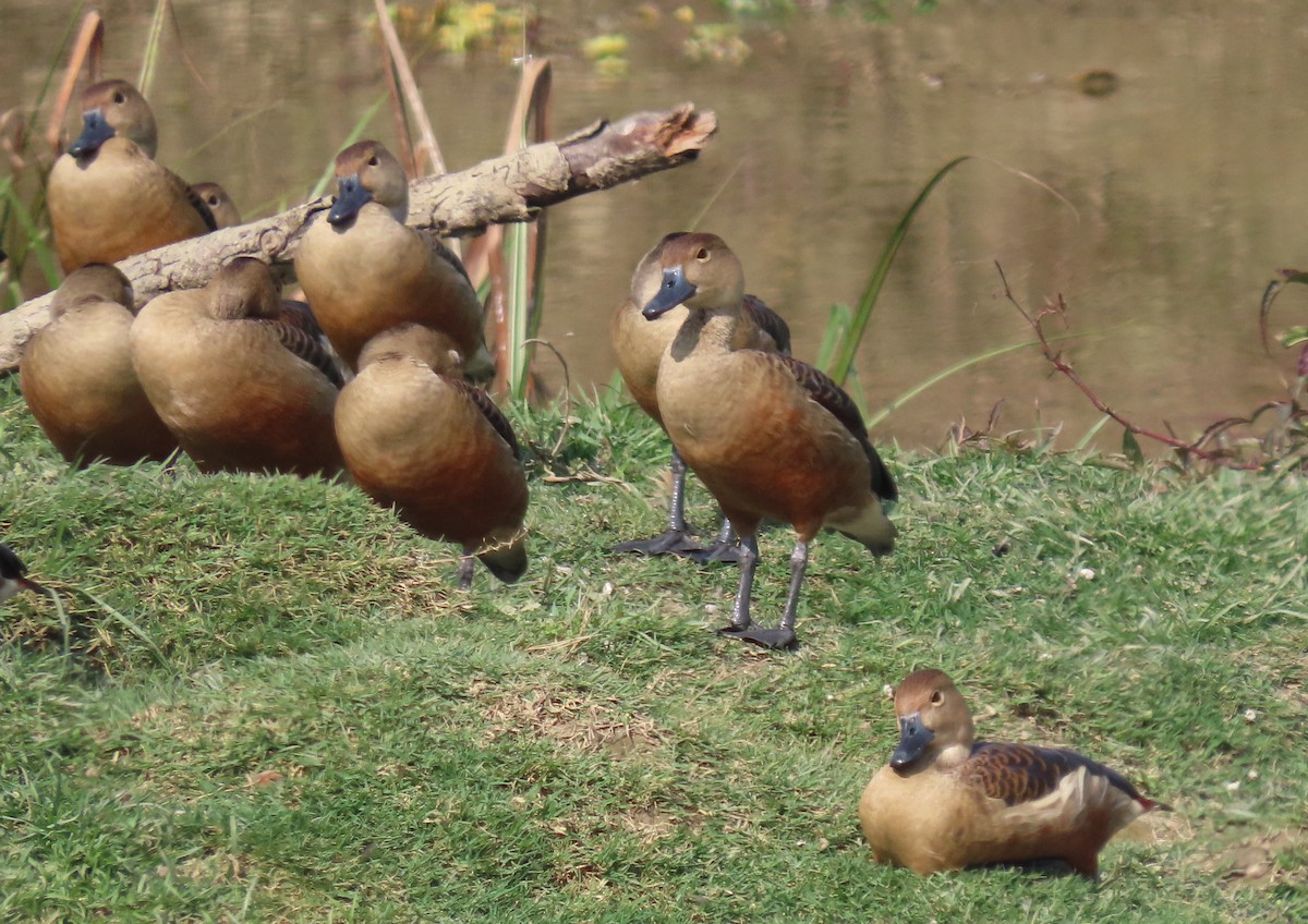 Dendrocygne siffleur - ML615320361