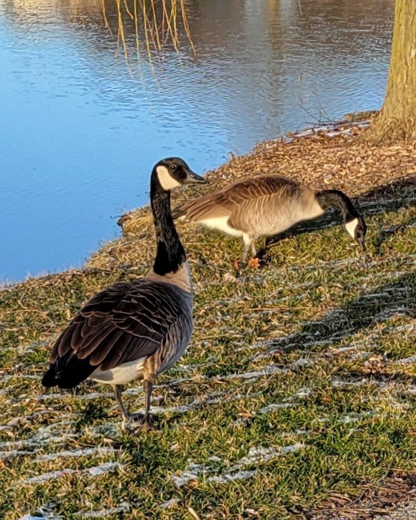 Canada Goose - ML615320386