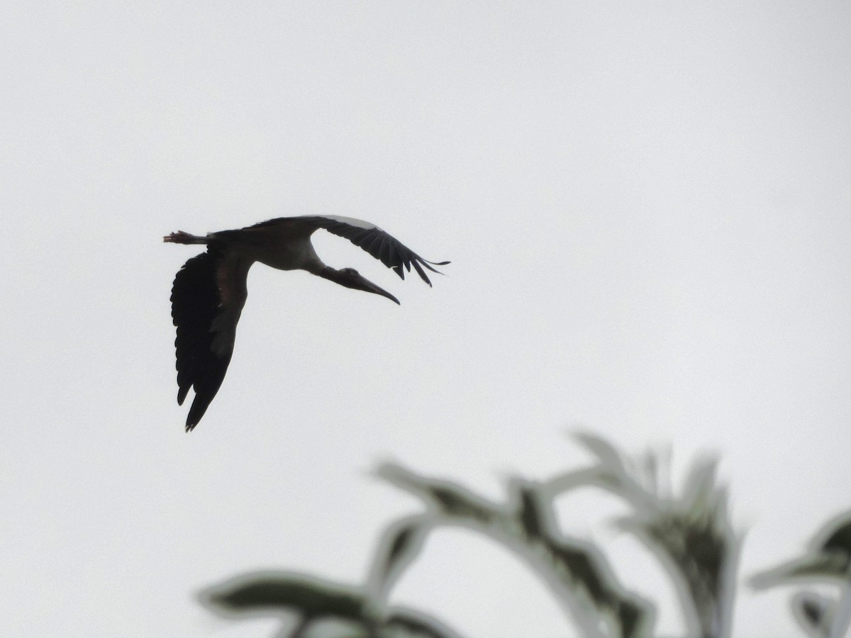 Wood Stork - Nazareno Yunes Del Carlo