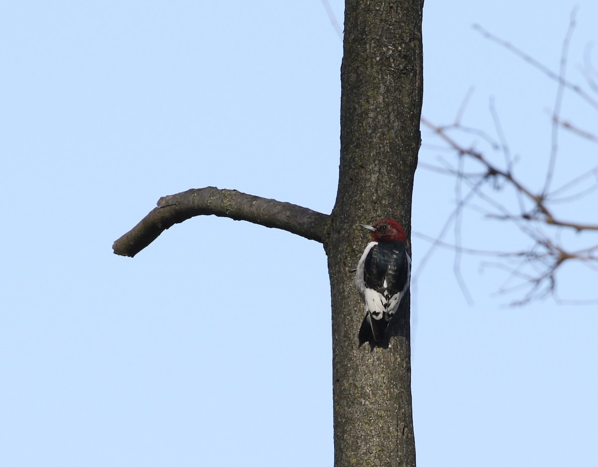 Red-headed Woodpecker - ML615320444