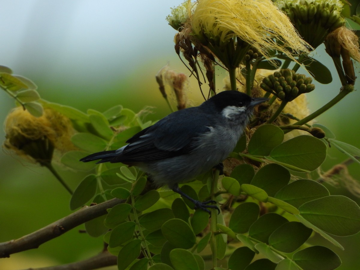 White-eared Conebill - Francisco Contreras @francontreras.80