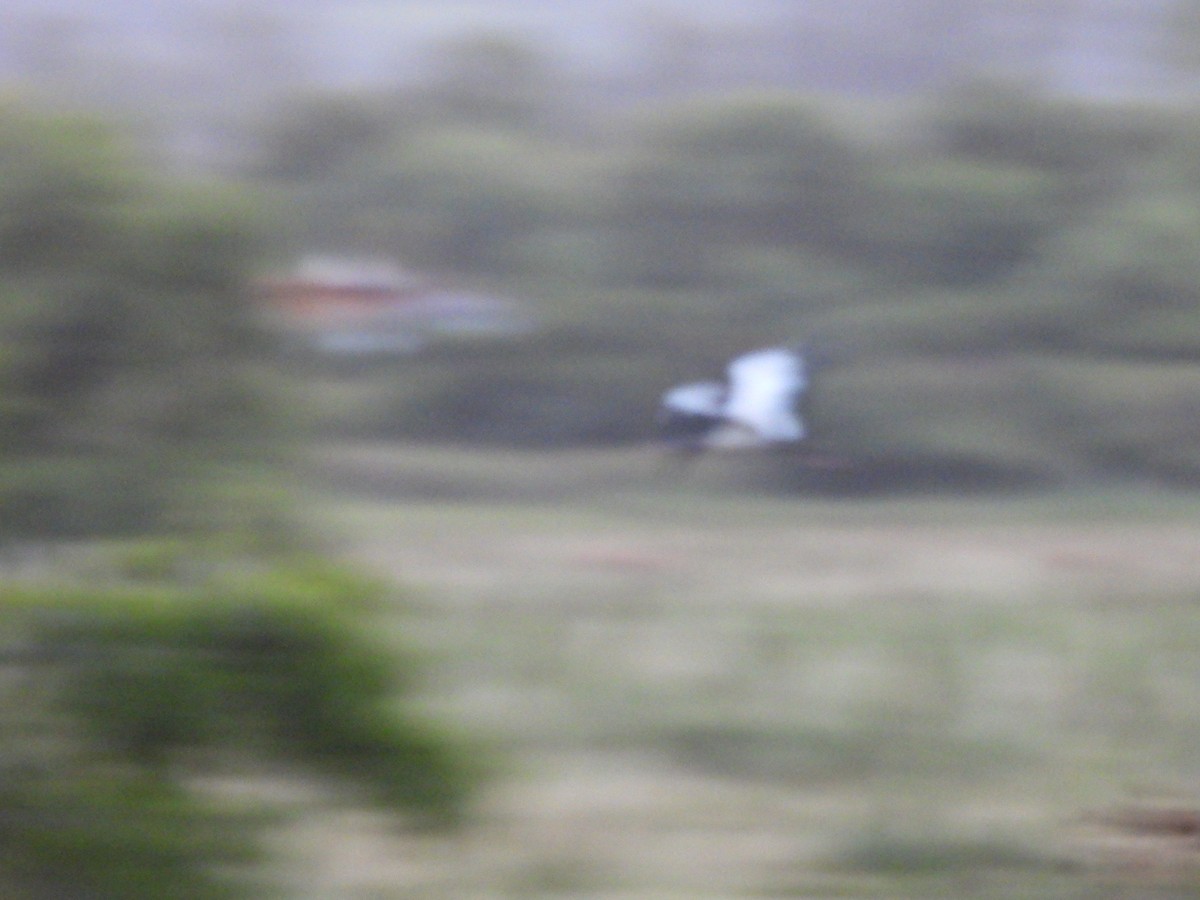 Wood Stork - ML615320576