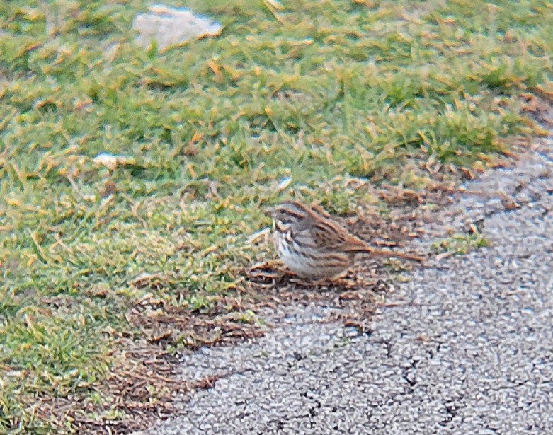 Song Sparrow - ML615320615