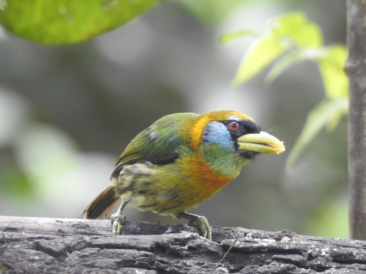 Red-headed Barbet - ML615320652