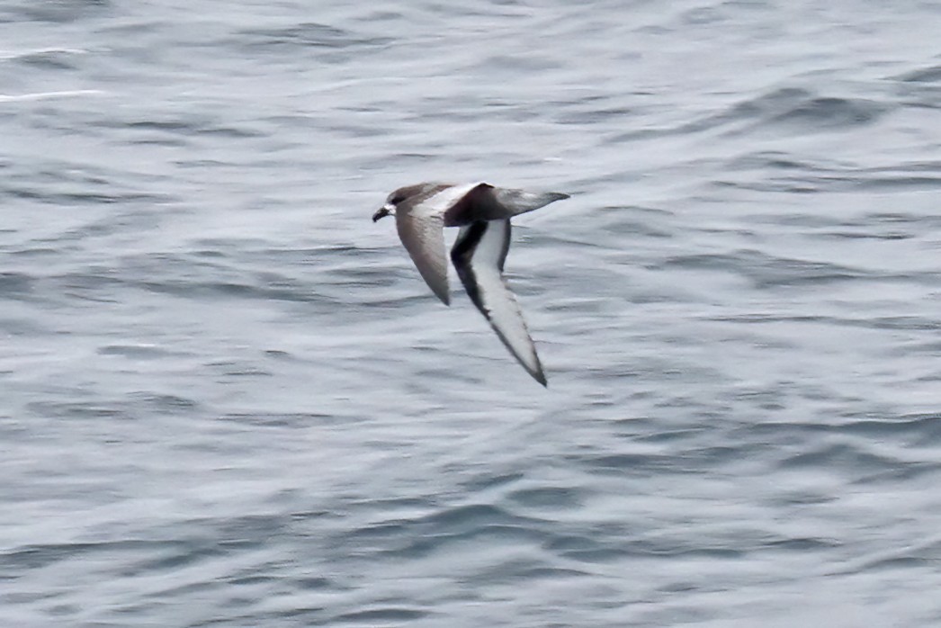 Mottled Petrel - ML615320656