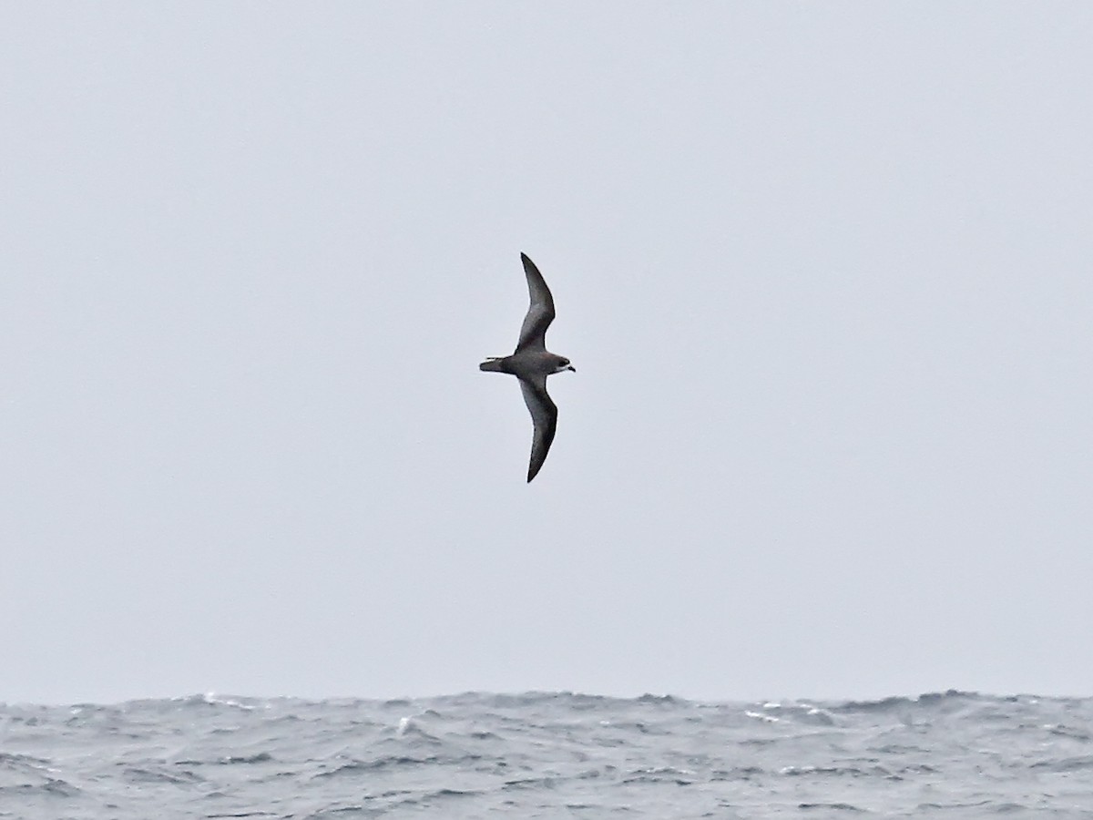 Mottled Petrel - ML615320657