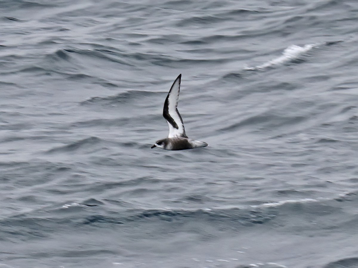 Mottled Petrel - ML615320658