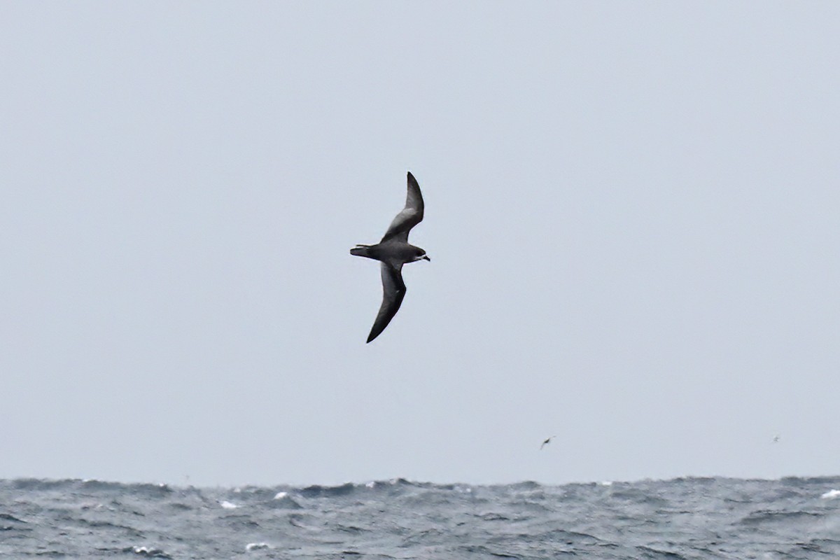 Mottled Petrel - ML615320659