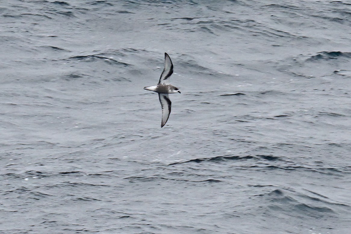 Mottled Petrel - ML615320660