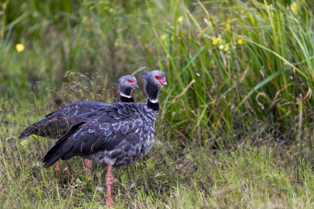 Southern Screamer - ML615320670