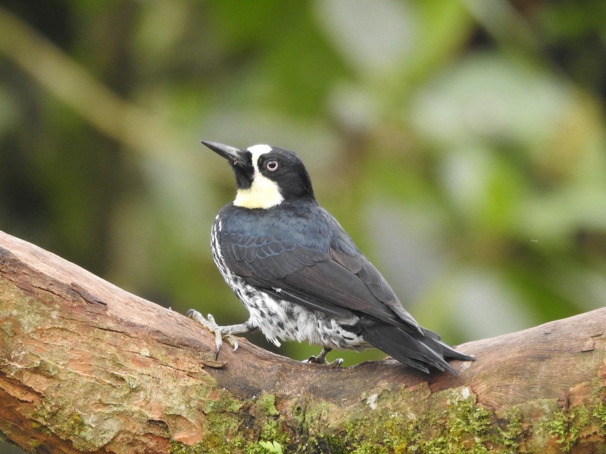 Acorn Woodpecker - ML615320680