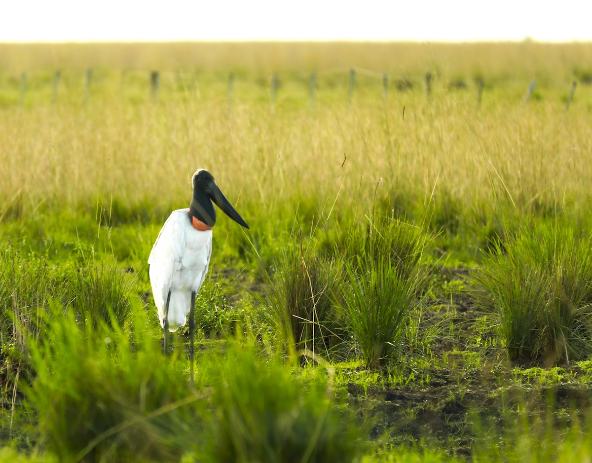 čáp jabiru - ML615320689