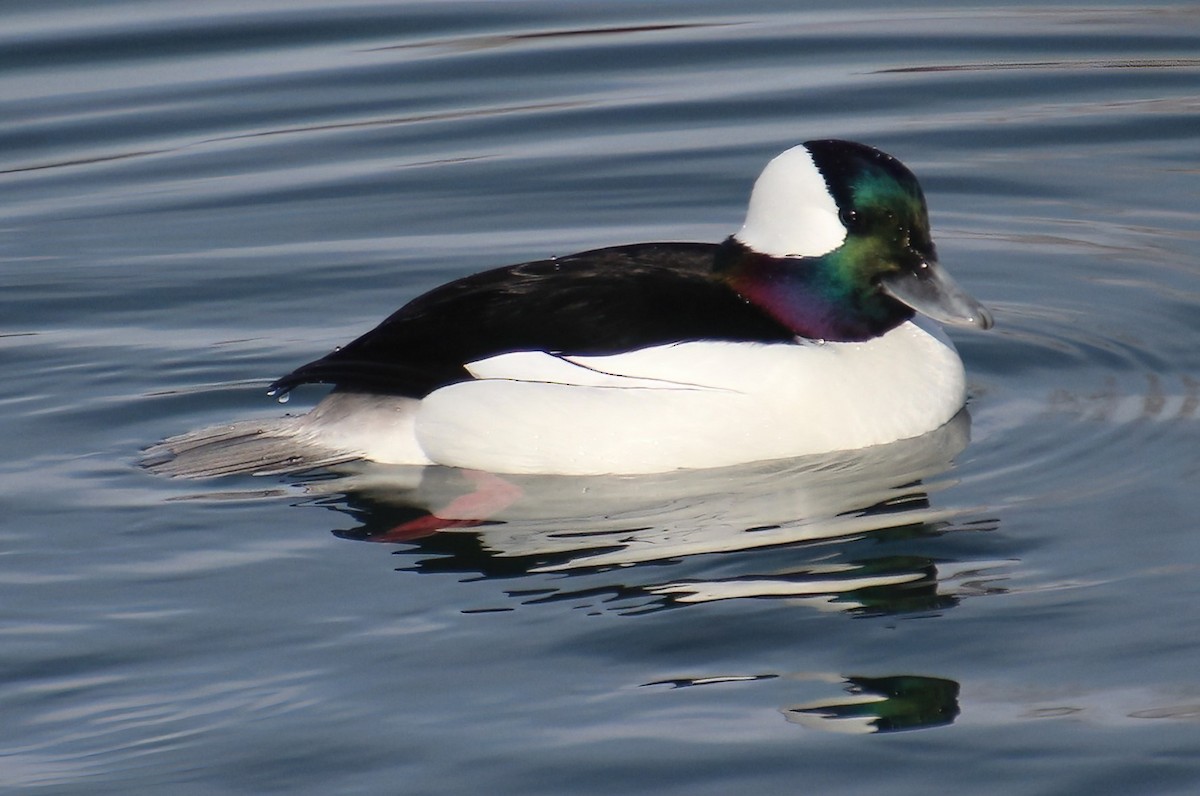 Bufflehead - ML615320693