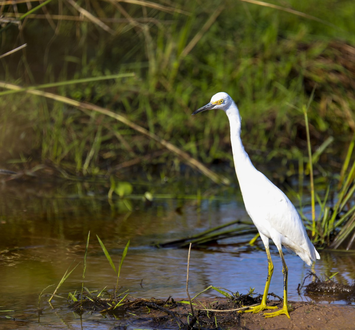 Grande Aigrette - ML615320720