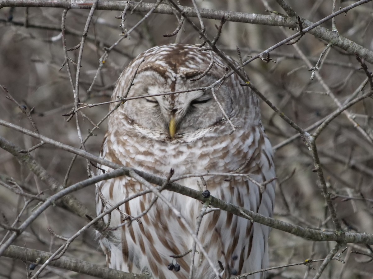 Barred Owl - ML615320748