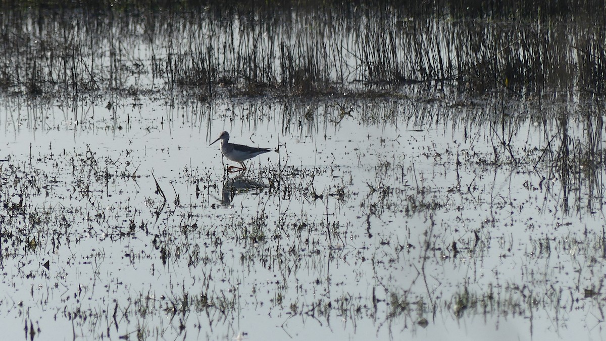 Greater Yellowlegs - Al Ellis