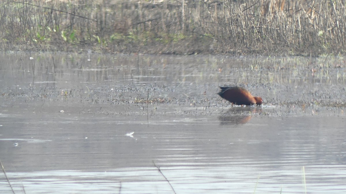 Cinnamon Teal - ML615320816