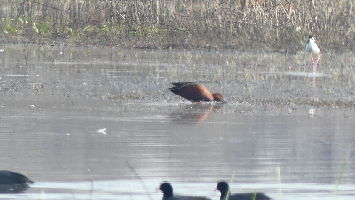 Cinnamon Teal - ML615320817