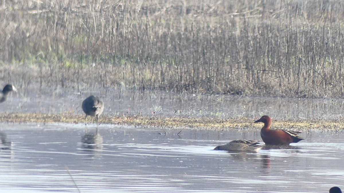 Cinnamon Teal - ML615320818