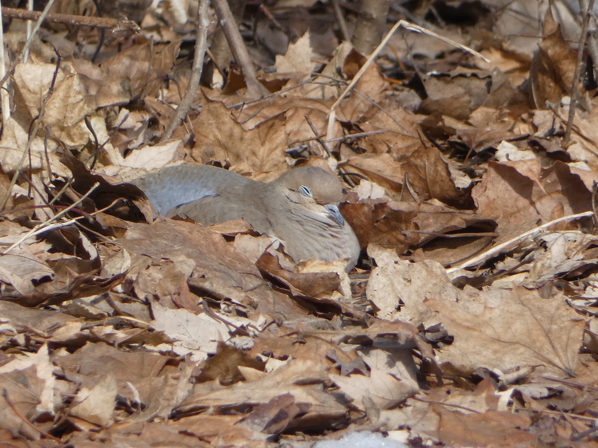 Mourning Dove - ML615320834