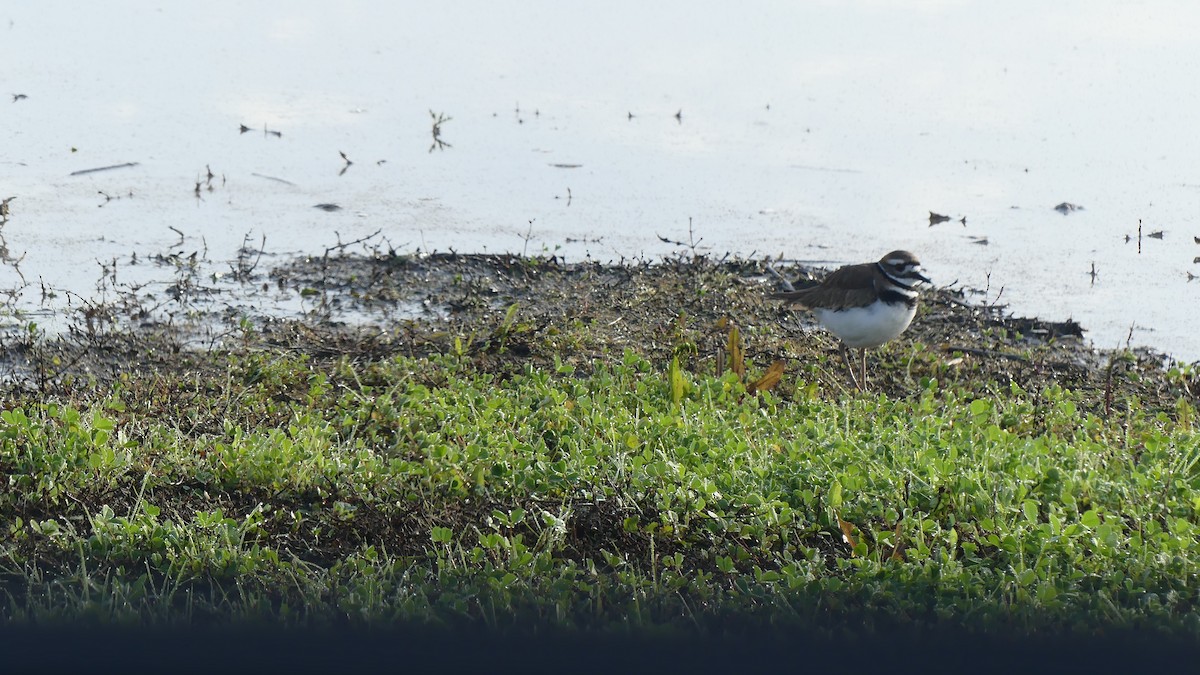 Killdeer - ML615320835