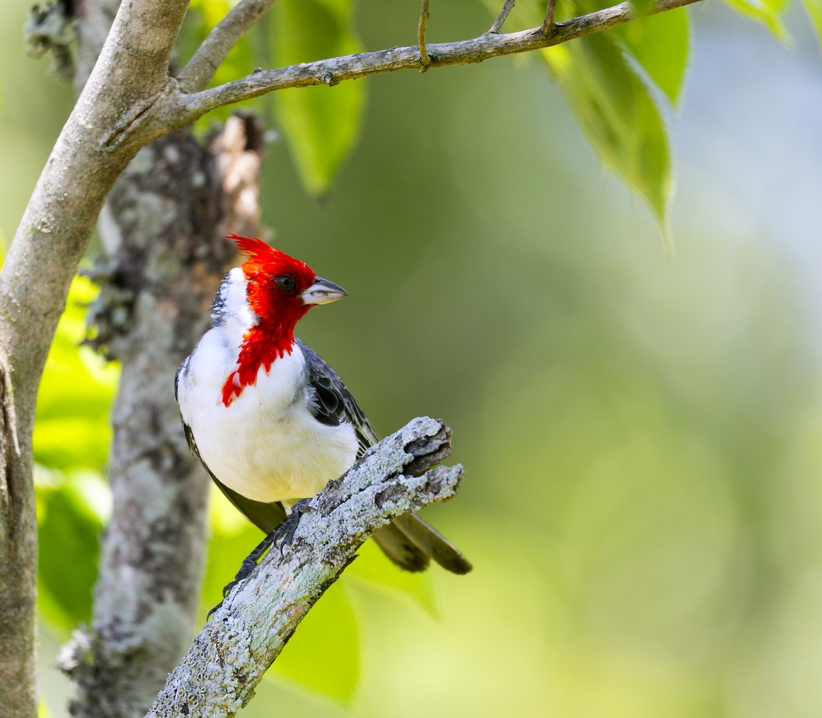 Red-crested Cardinal - ML615320865