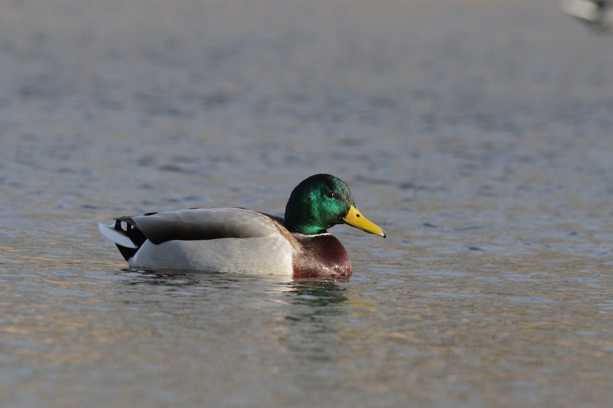 Mallard - Andy Dettling