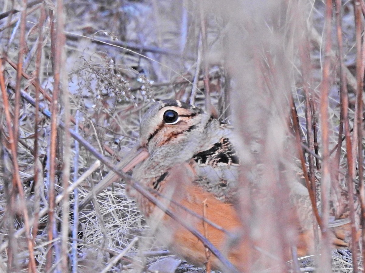 American Woodcock - ML615320871