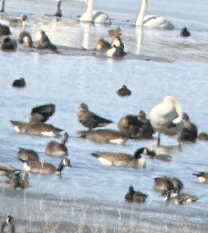 Blässgans - ML615320896