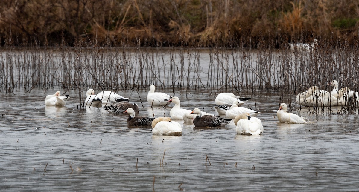 Snow Goose - ML615320899