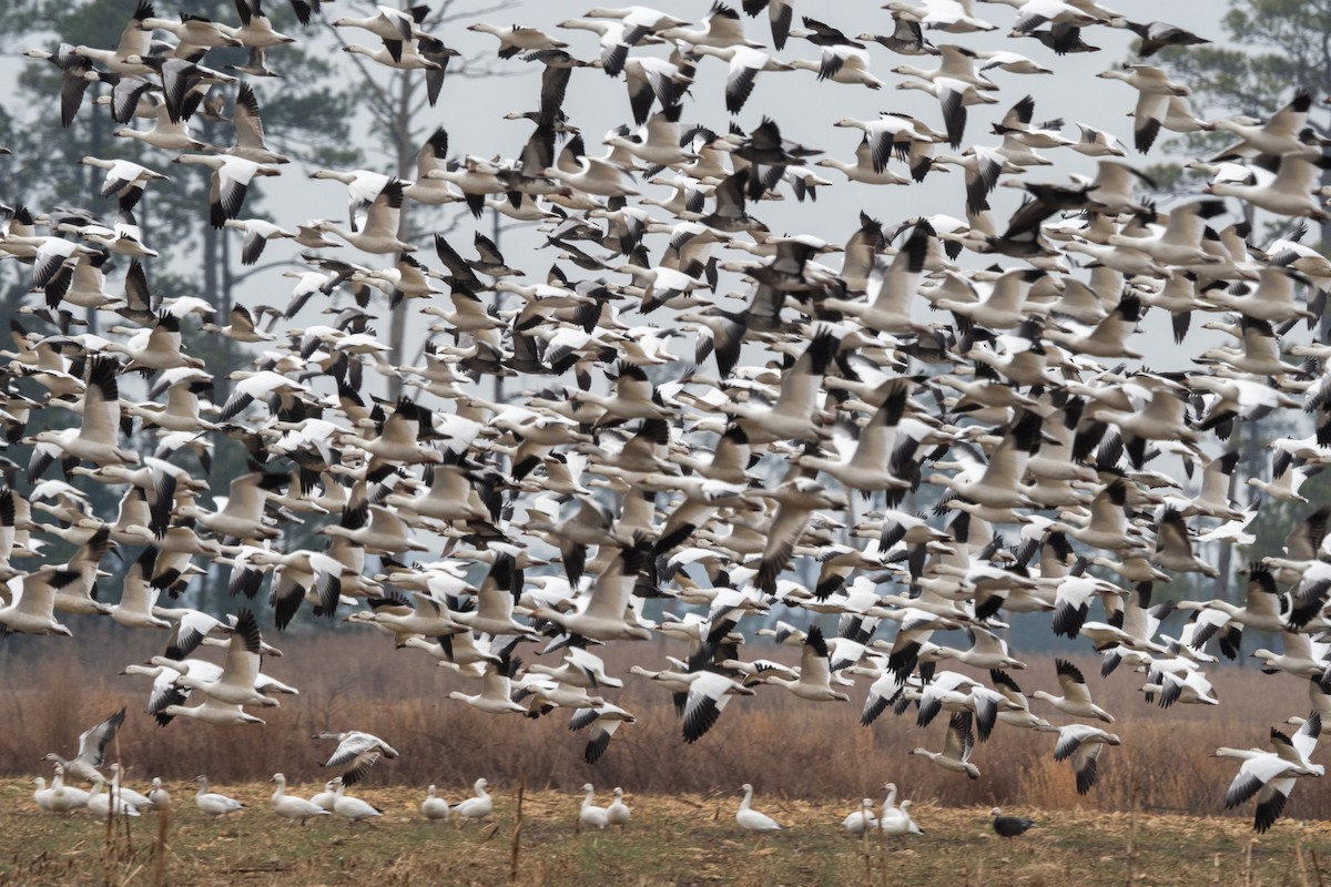 Snow Goose - ML615320900