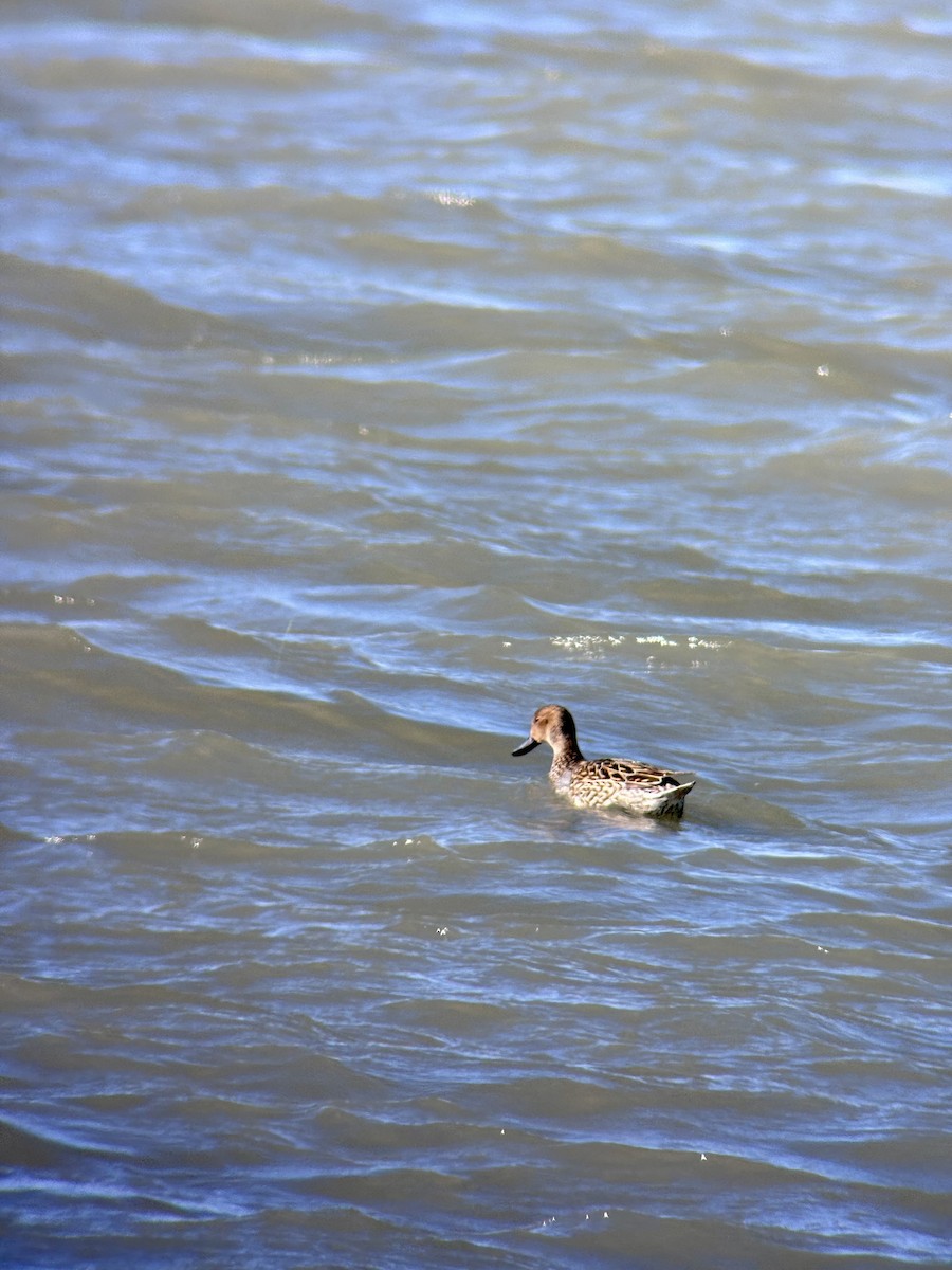 Northern Pintail - ML615320928