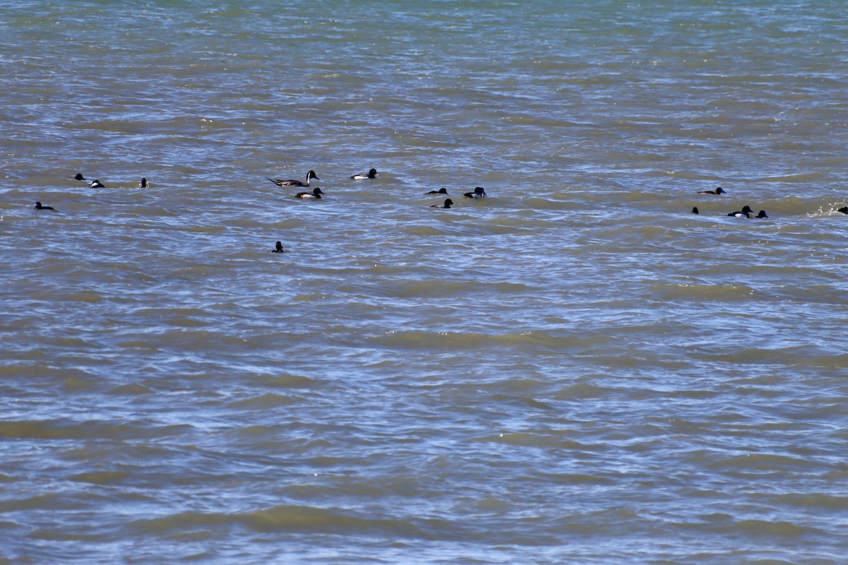 Northern Pintail - ML615320935