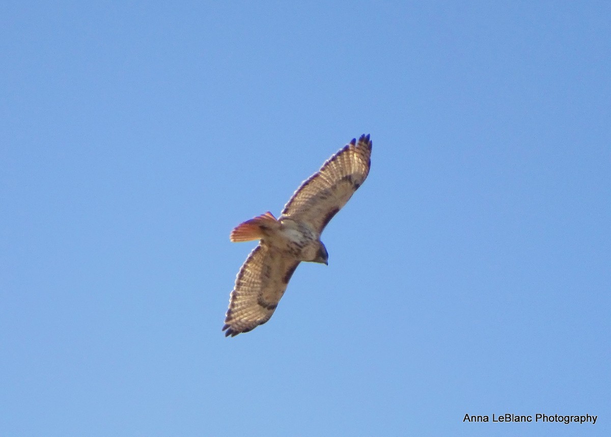 Red-tailed Hawk - Anna LeBlanc
