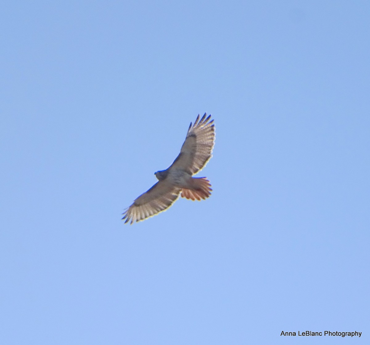 Red-tailed Hawk - Anna LeBlanc