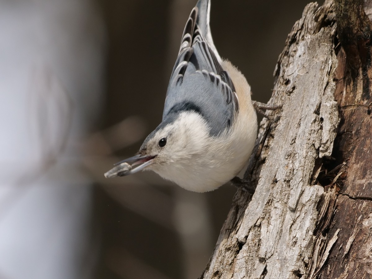 White-breasted Nuthatch - ML615320968