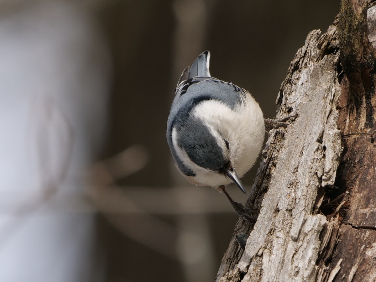 White-breasted Nuthatch - ML615320969